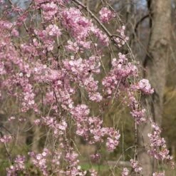 Pink Weeping Winter Flowering Cherry Tree | Prunus Subhirtella 'Pendula Rosea' 9 Pink Weeping Winter Flowering Cherry Tree | Prunus Subhirtella 'Pendula Rosea' -Plant Specialty Store ORN0352 3