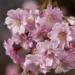 Pink Weeping Winter Flowering Cherry Tree | Prunus Subhirtella 'Pendula Rosea' 10 Pink Weeping Winter Flowering Cherry Tree | Prunus Subhirtella 'Pendula Rosea' -Plant Specialty Store ORN0352 4