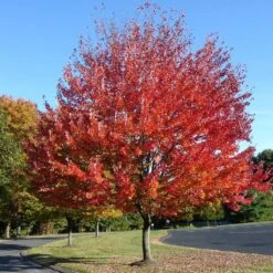 Canadian Red Maple Tree | Acer Rubrum 'Red Pointe'
