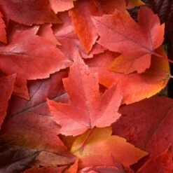 Canadian Red Maple Tree | Acer Rubrum 'Red Pointe' -Plant Specialty Store ORN0385 3 ddc4325e 55f8 4417 8e02 243ea3be5cc1