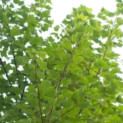 Canadian Red Maple Tree | Acer Rubrum 'Red Pointe' -Plant Specialty Store ORN0385 4 7afe9936 2048 4b99 a359 2f747dcfb264