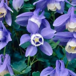 Aquilegia Spring Magic Collection -Plant Specialty Store PB0030 3 b5764acf 305d 4d03 8407 15834ce38d23