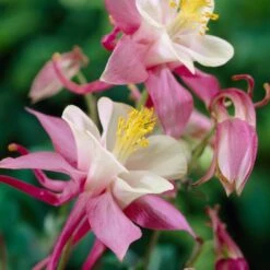Aquilegia Spring Magic Collection -Plant Specialty Store PB0032 1 afcf0cd6 ce97 4324 9435 9a2f658b7a55