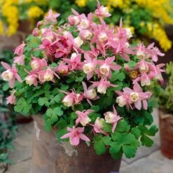 Aquilegia Spring Magic Collection -Plant Specialty Store PB0032 2 0f6ceaad c0e4 4b74 9f36 ad355159297c