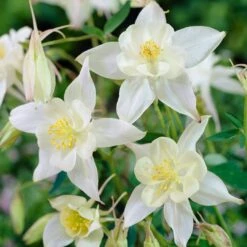 Aquilegia Spring Magic Collection -Plant Specialty Store PB0034 1 e73c1e9b 8fd4 4fd7 baca 7854772b1df3