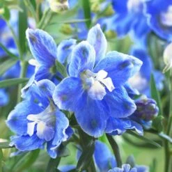 Delphinium Camelot Collection -Plant Specialty Store PB0097 1 0cc41c15 4501 4368 a1a0 433f78f91dbb