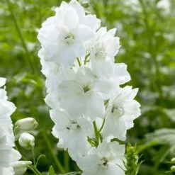 Delphinium Camelot Collection -Plant Specialty Store PB0100 1 3499ced2 fb33 4bf3 a90d 3d319d2acdd2