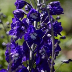 Delphinium Camelot Collection -Plant Specialty Store PB0105 1 8c5b11e4 4bcd 4392 aef5 647e50e7f705