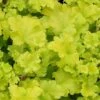 Heuchera 'Lime Marmalade' -Plant Specialty Store PB0190 1