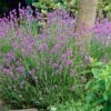 Lavender 'Hidcote Improved' -Plant Specialty Store PB0206 1