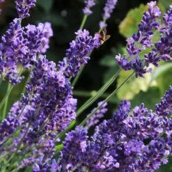Lavender 'Hidcote Improved' -Plant Specialty Store PB0206 2