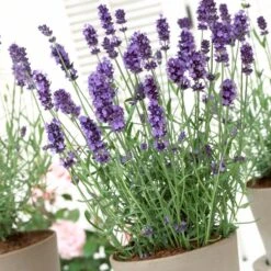 Lavender 'Hidcote Improved' -Plant Specialty Store PB0206 3