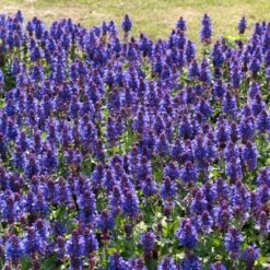 Salvia 'Blue Marvel' -Plant Specialty Store PB0276 3