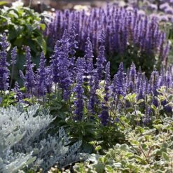 Salvia 'Fashionista Midnight Model' -Plant Specialty Store PB0279 3