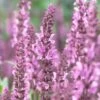 Salvia 'Fashionista Pretty In Pink' -Plant Specialty Store PB0280 1