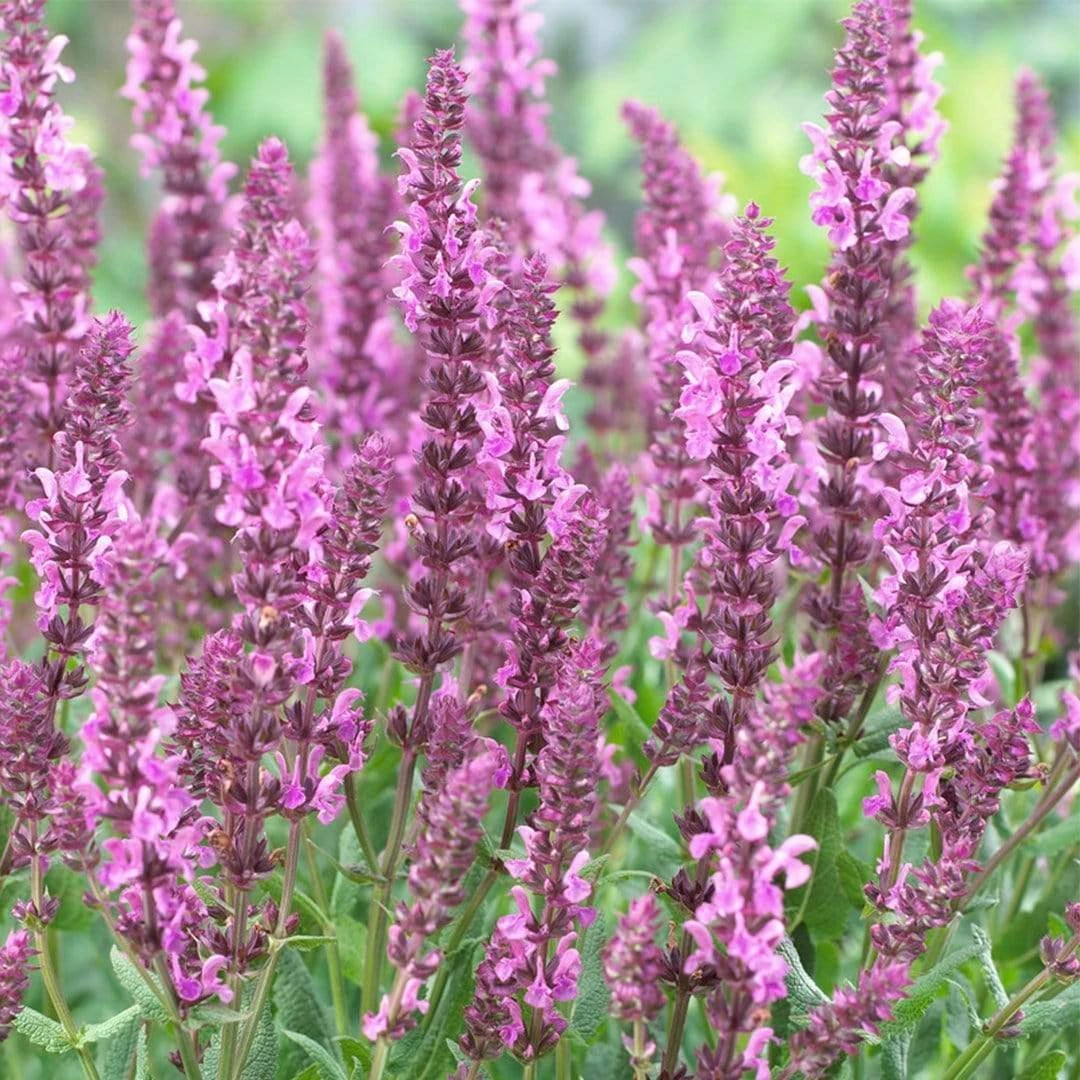 Salvia 'Fashionista Pretty In Pink' 5 Salvia 'Fashionista Pretty In Pink' - Image 3