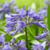 Agapanthus 'Ever Sapphire'