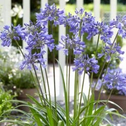 Stately Agapanthus Collection -Plant Specialty Store PB0322 1 d489e9ce f2ce 4ad0 8fd2 48e0025b2d0d