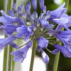 Agapanthus 'Ever Sapphire' -Plant Specialty Store PB0322 2