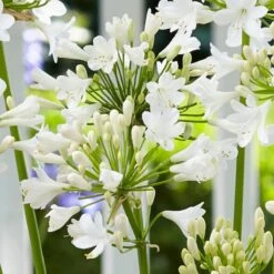 Agapanthus 'Ever White' -Plant Specialty Store PB0323 1