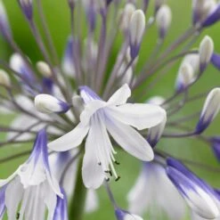 Agapanthus 'Fireworks' -Plant Specialty Store PB0324 2