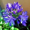 Agapanthus 'Lapis Lazuli' -Plant Specialty Store PB0325 1