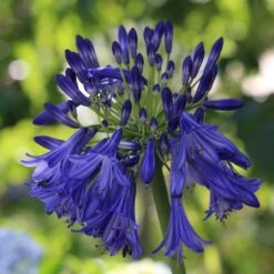 Agapanthus 'Royal Velvet' -Plant Specialty Store PB0326 2