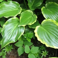 Hosta 'Sugar & Spice' -Plant Specialty Store PB0357 3