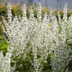 Salvia 'Lyrical White' -Plant Specialty Store PB0372 3