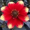 Dahlia 'Dahlegria Orange Yellow Tip' -Plant Specialty Store PB0387 1