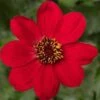 Dahlia 'Dahlegria Red'