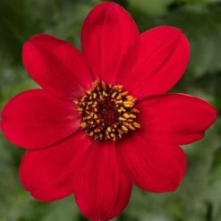Dahlia 'Dahlegria Red'