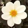 Dahlia 'Dahlegria White'