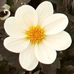 Dahlia 'Dahlegria White'