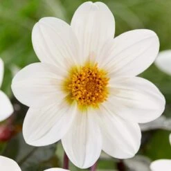 Dahlia 'Dahlegria White' -Plant Specialty Store PB0391 3
