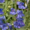 Penstemon 'Electric Blue' -Plant Specialty Store PB0410 1