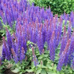 Salvia 'Blue Hill' -Plant Specialty Store PB0413 3