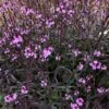 Verbena 'Bampton' -Plant Specialty Store PB0418 1