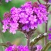 Verbena Rigida -Plant Specialty Store PB0419 1
