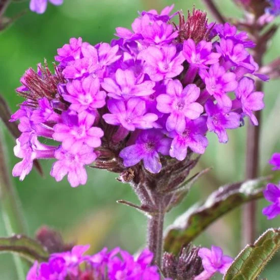 Verbena Rigida 3 Verbena Rigida