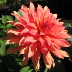 Dahlia 'Autumn Fairy' -Plant Specialty Store PB0421 2