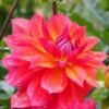 Dahlia 'Firepot' -Plant Specialty Store PB0422 1