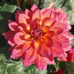 Dahlia 'Firepot' -Plant Specialty Store PB0422 2