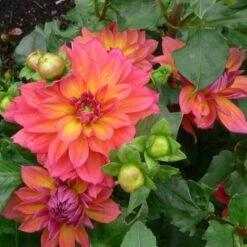 Dahlia 'Firepot' -Plant Specialty Store PB0422 3
