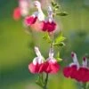 Salvia 'Hot Lips' -Plant Specialty Store PB0432 1
