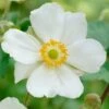 Anemone 'Elfin Swan' -Plant Specialty Store PB0449 1