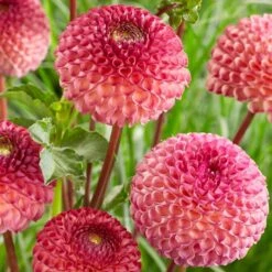 Dahlia 'Burlesca' -Plant Specialty Store PB0487 2