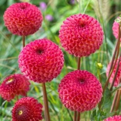 Dahlia 'Burlesca' -Plant Specialty Store PB0487 3