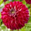 Dahlia 'Embassy' -Plant Specialty Store PB0490 1