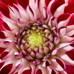 Dahlia 'Embassy' -Plant Specialty Store PB0490 2